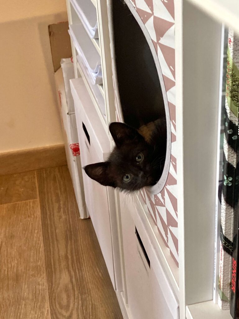 Gatto nel tavolo da cucito fai da te.